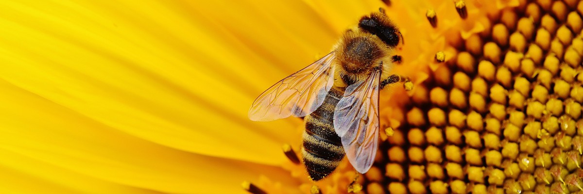 agritecnica fonzaso apicultura